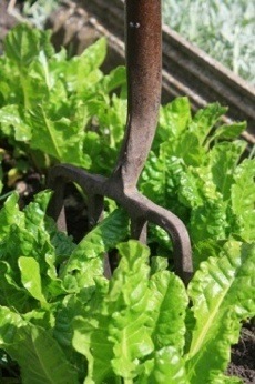 fresh spinach in garden