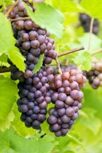 Purple grapes cluster with leaves